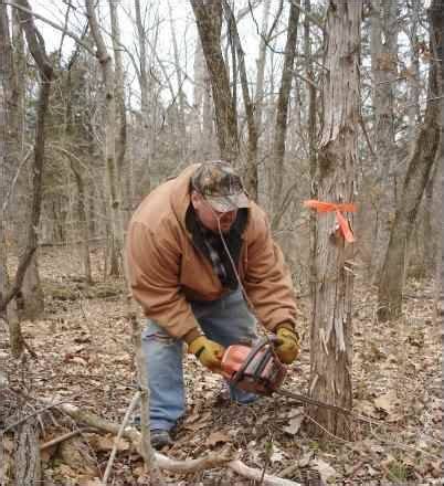Start a Homestead Woodlot Management Plan - raincitystudios.com