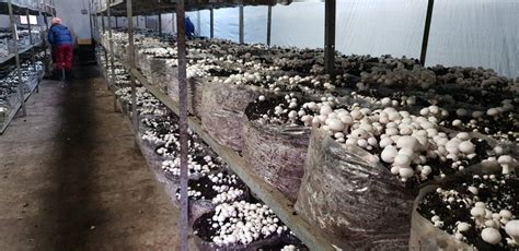 Start a Mushroom Farm - balustradellc