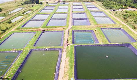 Start Tilapia Farming | Big Scale Tilapia Fish Farming … - balustradellc