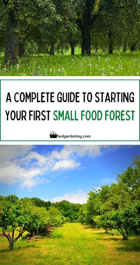 Starting a Food Forest: A Beginner’s Guide - raincitystudios.com