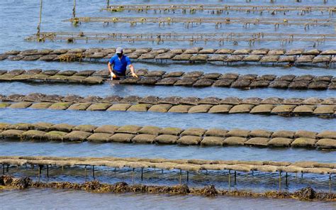 Starting an Oyster Farm: What You Need to Know - balustradellc