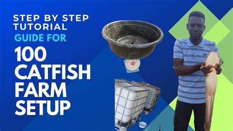 Starting Backyard Catfish Farming Guide - muktibox.com