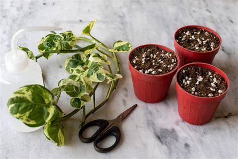 Starting Plants From Cuttings for the Home Gardener - raincitystudios.com
