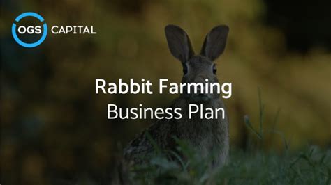 Starting Rabbit Farming Business Plan (PDF) - raincitystudios.com