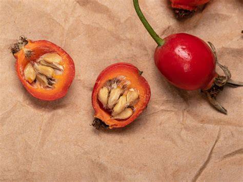 Starting Rose Seeds: Growing Roses From Seed - raincitystudios.com
