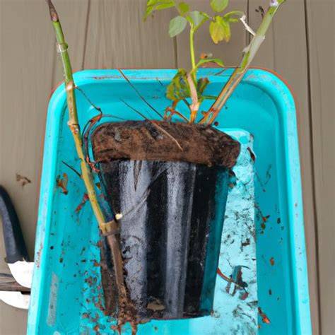Starting Roses From Cuttings - Mother Earth … - raincitystudios.com
