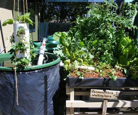 Starting Small with Aquaponics: Easy & Affordable DIY … - raincitystudios.com