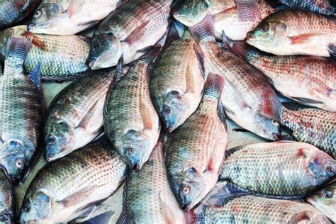 Starting Tilapia Fish Farming Business in Zimbabwe … - balustradellc