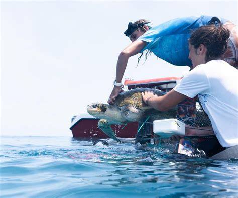 Startups Saving Marine Life - Marine Conservation … - raincitystudios.com