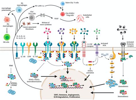 STAT3 and STAT5 Activation in Solid Cancers - PubMed