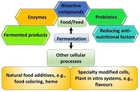 State the role of enzymes in the fermentation of corn to produce ... - wintechmobiles.com
