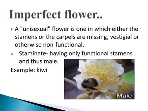 Statement 1 Unisexual flowers are either staminate class 11 ... - Vedantu - muktibox.com