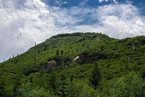 Steep Success: Ground Covers That Conquer Slopes - raincitystudios.com