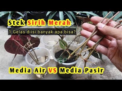 STEK SIRIH MERAH DENGAN MEDIA AIR - balustradellc