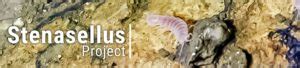 Stenasellus Project | Masyarakat Speleologi Indonesia - muktibox.com