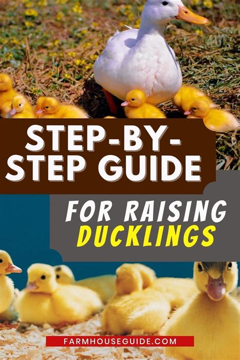 Step-by-Step Guide for Raising Ducklings - Farmhouse Guide - raincitystudios.com