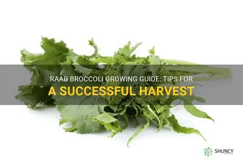 Step-by-Step Guide to Broccoli Raab Growth - balustradellc