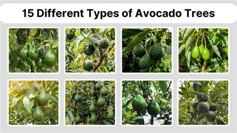 Step-by-Step Guide to Choosing Avocado Tree Varieties - raincitystudios.com