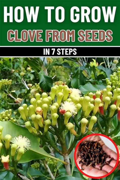 Step-By-Step Guide to Clove Cultivation: A Beginners Guide - balustradellc