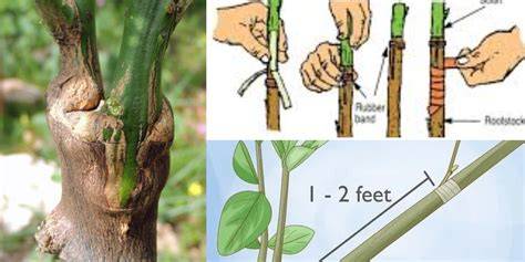 Step-by-Step Guide to Grafting Fruit Trees - Mossy Oak - raincitystudios.com