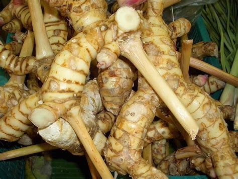 Step-by-Step Guide to Propagating Galangal - greg.app - balustradellc