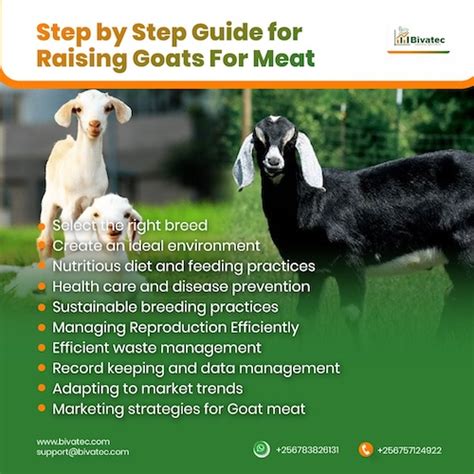 Step-by-Step Guide to Raising Goats for Meat - Bivatec - balustradellc
