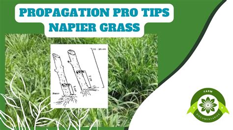 Step-by-step How to Grow Napier grass - Basic … - balustradellc