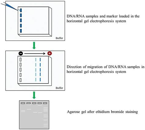 Steps in Nucleic Acid Gel Electrophoresis - Thermo … - wintechmobiles.com