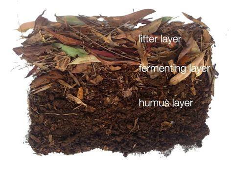 Steps to Create a Natural Habitat with Leaf and Plant Litter - raincitystudios.com