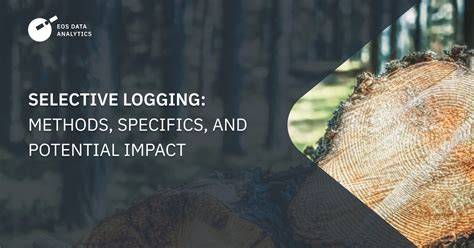 Steps to Mastering the Art of Selective Logging - raincitystudios.com