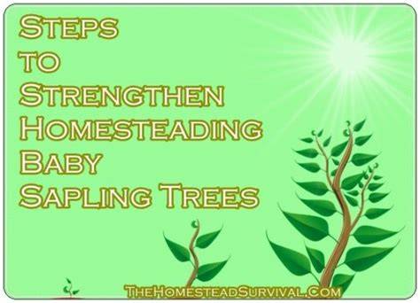 Steps to Strengthen Homesteading Baby Sapling Trees - raincitystudios.com
