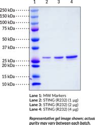 STING R232 variant (human, recombinant) - Cayman Chem