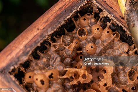 Stingless Bee Box/Stingless Bee Hive- Green - Amazon.in - raincitystudios.com