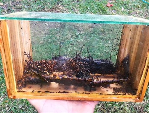 Stingless Bee Colonies in a box - Hivecraft - raincitystudios.com
