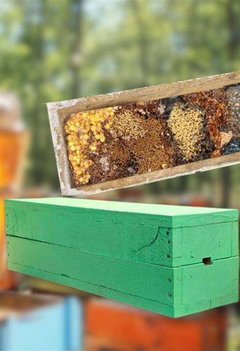 Stingless Bee Colony With Wooden Bee Box | Kera Herb - raincitystudios.com
