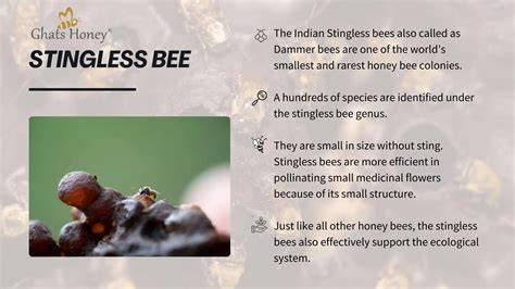 Stingless bee honey . - raincitystudios.com
