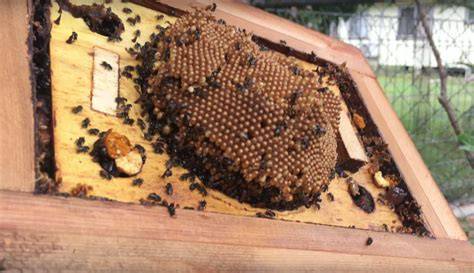 Stingless Bee Intermediate – Building a Hive - raincitystudios.com