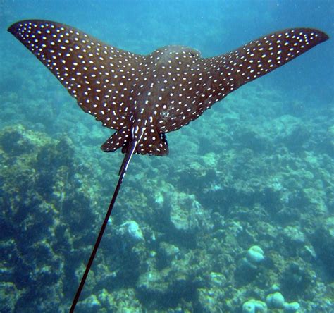 STINGRAY or RAY Fish Importers STINGRAY Buyers