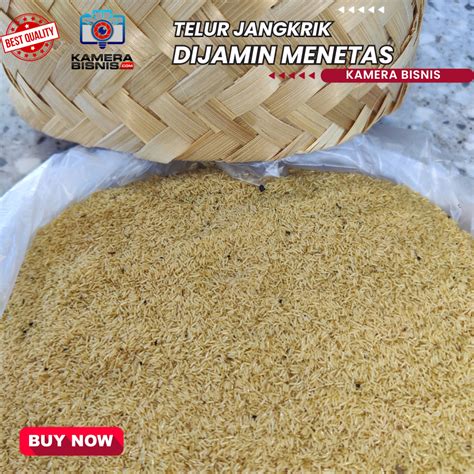 Stok ada, kualitas ada Telur jangkrik siap kirim ... - balustradellc