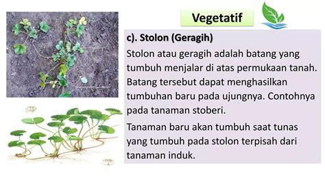 Stolon Contohnya - muktibox.com