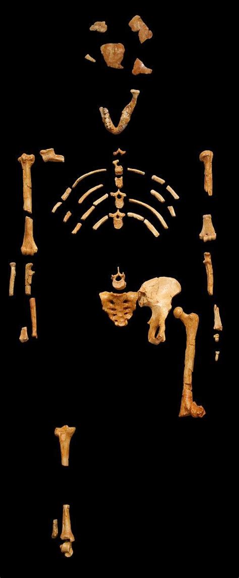 Stones and Bones: Studying the Fossil Record – Explorations: An Open ... - raincitystudios.com