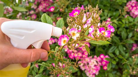 Stop Pests Naturally: 7 Houseplants That Really Work - CNET - balustradellc