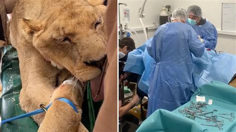 Story of massive predator exploited for tourism goes … - balustradellc