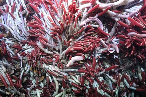Strange Ecosystem Found Thriving below Seafloor … - raincitystudios.com