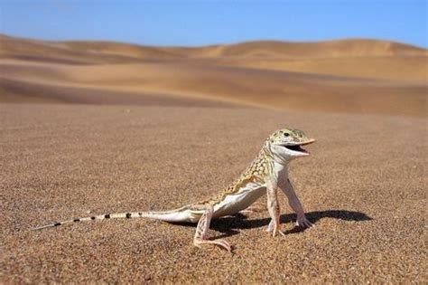 Strategi Bertahan Hidup Kadal Gurun di Habitatnya - balustradellc