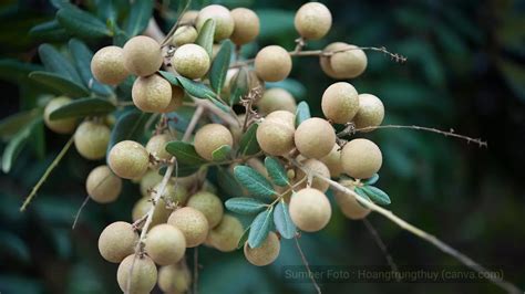 Strategi Budidaya Kelengkeng Agar Berbuah Lebat - balustradellc