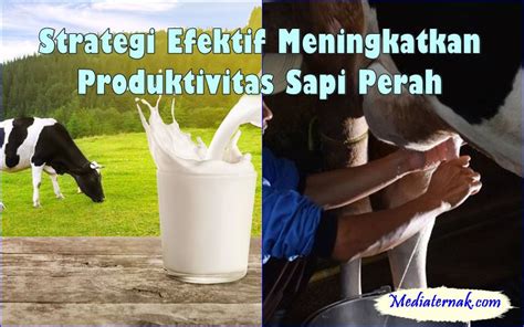 Strategi Efektif Meningkatkan Produktivitas Sapi Perah … - balustradellc
