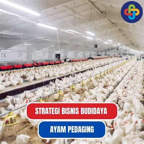 Strategi Efisiensi dan Manajemen Budidaya Ayam Pedaging Modern - balustradellc