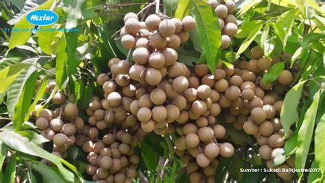 Strategi Pemasaran Usaha Perkebunan Buah Kelengkeng (Dimocarpus Longan ... - raincitystudios.com