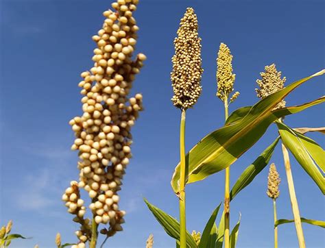 Strategi Pengembangan Tanaman Sorgum (Sorghum bicolor) Menjadi ... - balustradellc